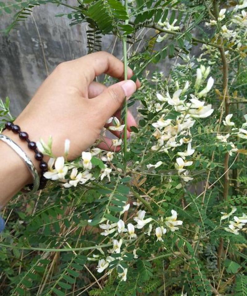 苦刺种子白花刺苦刺花狼牙刺景观林木种子
