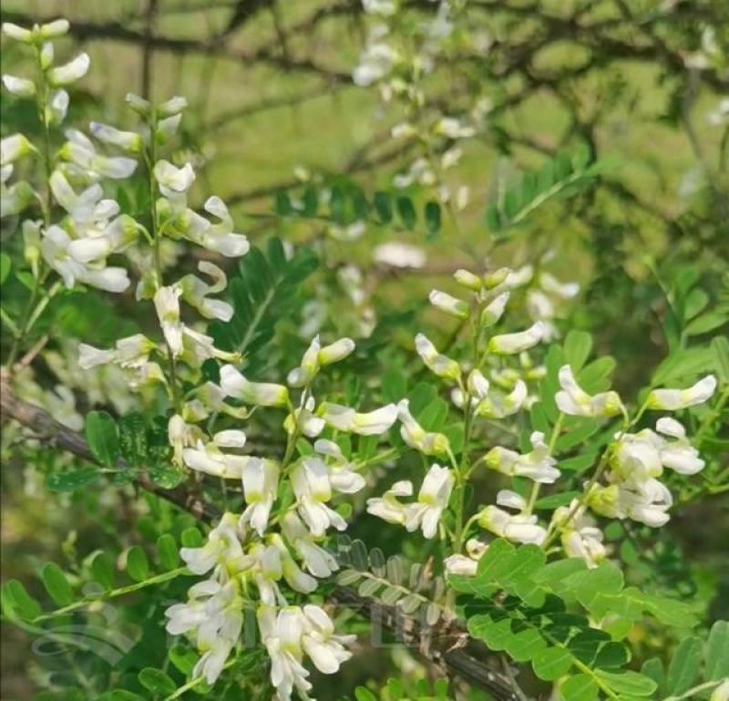苦刺种子白花刺苦刺花狼牙刺景观林木种子
