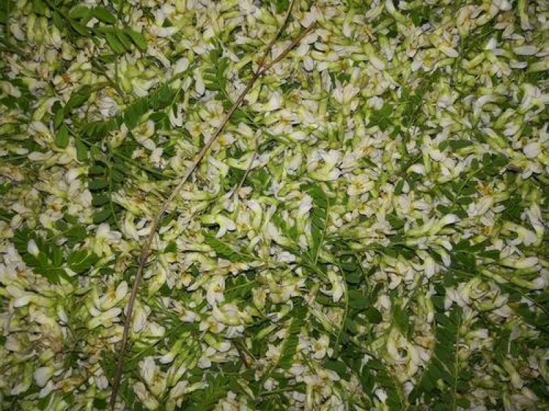 苦刺种子白花刺苦刺花狼牙刺景观林木种子