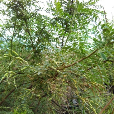 苦刺种子白花刺苦刺花狼牙刺景观林木种子