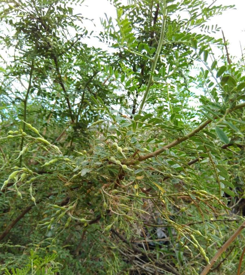 苦刺种子白花刺苦刺花狼牙刺景观林木种子