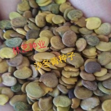 灌木种子沙冬青种子蒙古黄花木固沙保土沙生植物种籽