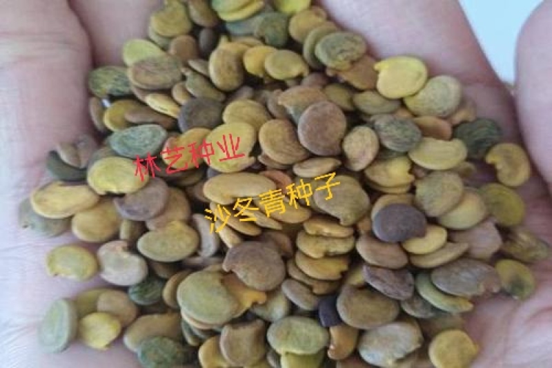 灌木种子沙冬青种子蒙古黄花木固沙保土沙生植物种籽