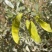 灌木种子沙冬青种子蒙古黄花木固沙保土沙生植物种籽