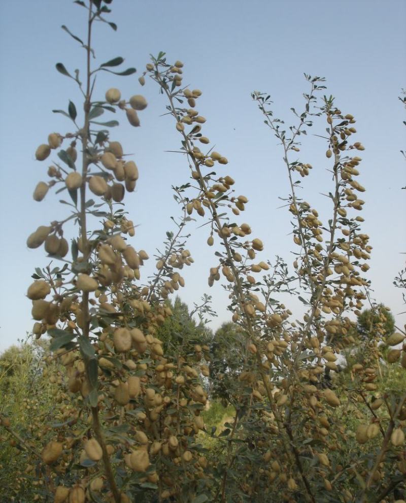 灌木种子沙冬青种子蒙古黄花木固沙保土沙生植物种籽