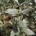灌木种子沙冬青种子蒙古黄花木固沙保土沙生植物种籽