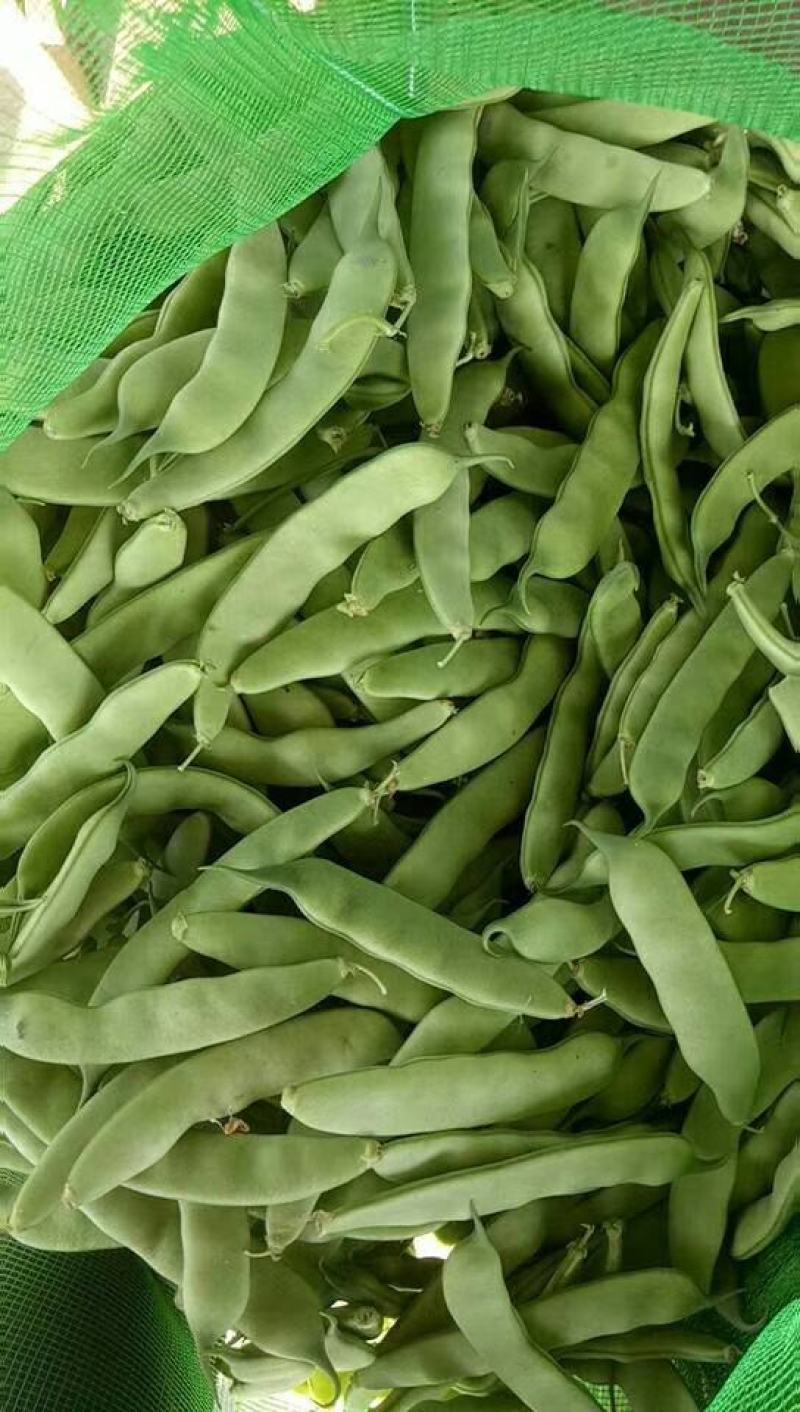 吉林油豆角大量上市，质量好价格美丽全国代发欢迎采购