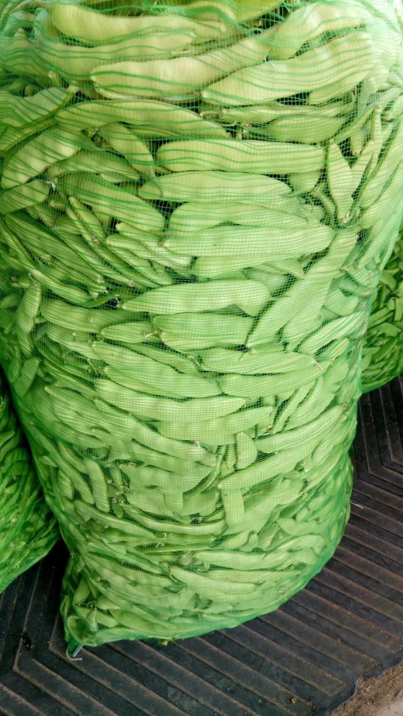 吉林油豆角大量上市，质量好价格美丽全国代发欢迎采购