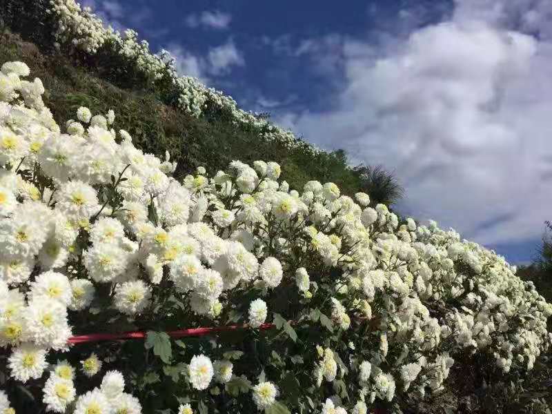 基地菊花苗，杭白菊，金丝黄菊，北京菊，贡菊，亳菊供应