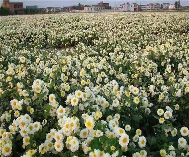 基地菊花苗，杭白菊，金丝黄菊，北京菊，贡菊，亳菊供应