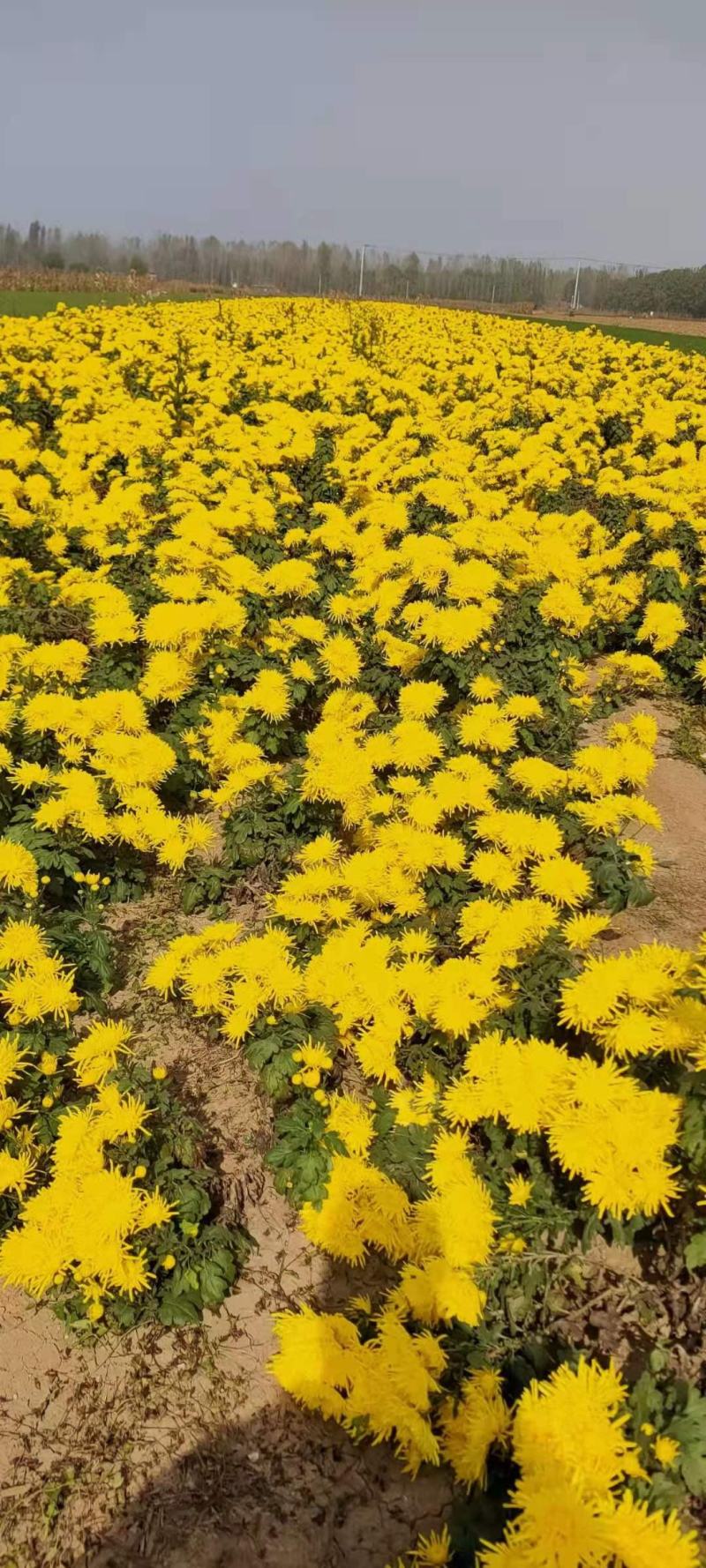 基地菊花苗，杭白菊，金丝黄菊，北京菊，贡菊，亳菊供应