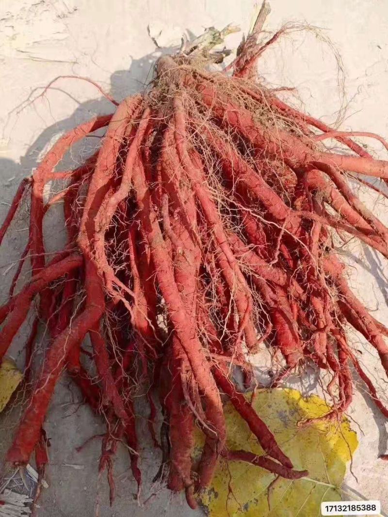牡丹皮，丹参，白芍，玄参购销，药厂个子手续齐全。