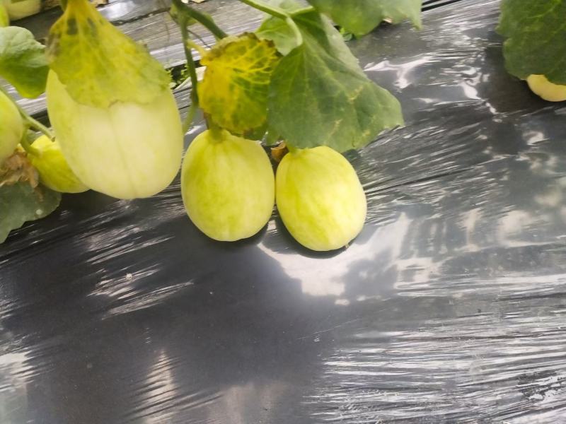 陆地直根京密和暖冷棚吊秧京蜜香瓜，4月一6月大量上市