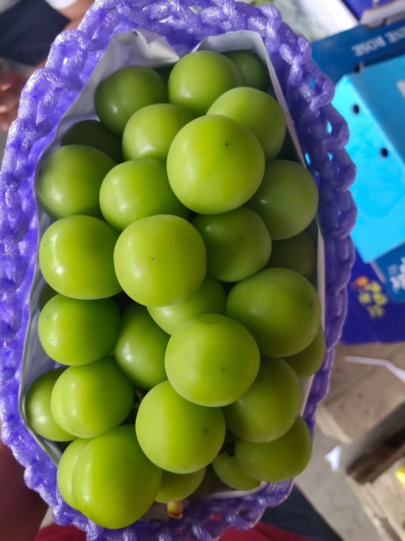 陕西晴王葡萄陕西阳光玫瑰葡萄批发价格质量保证产地直供