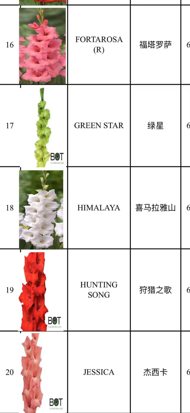 剑兰（唐菖蒲）荷兰进口种球价格便宜宜适合各种园艺使用