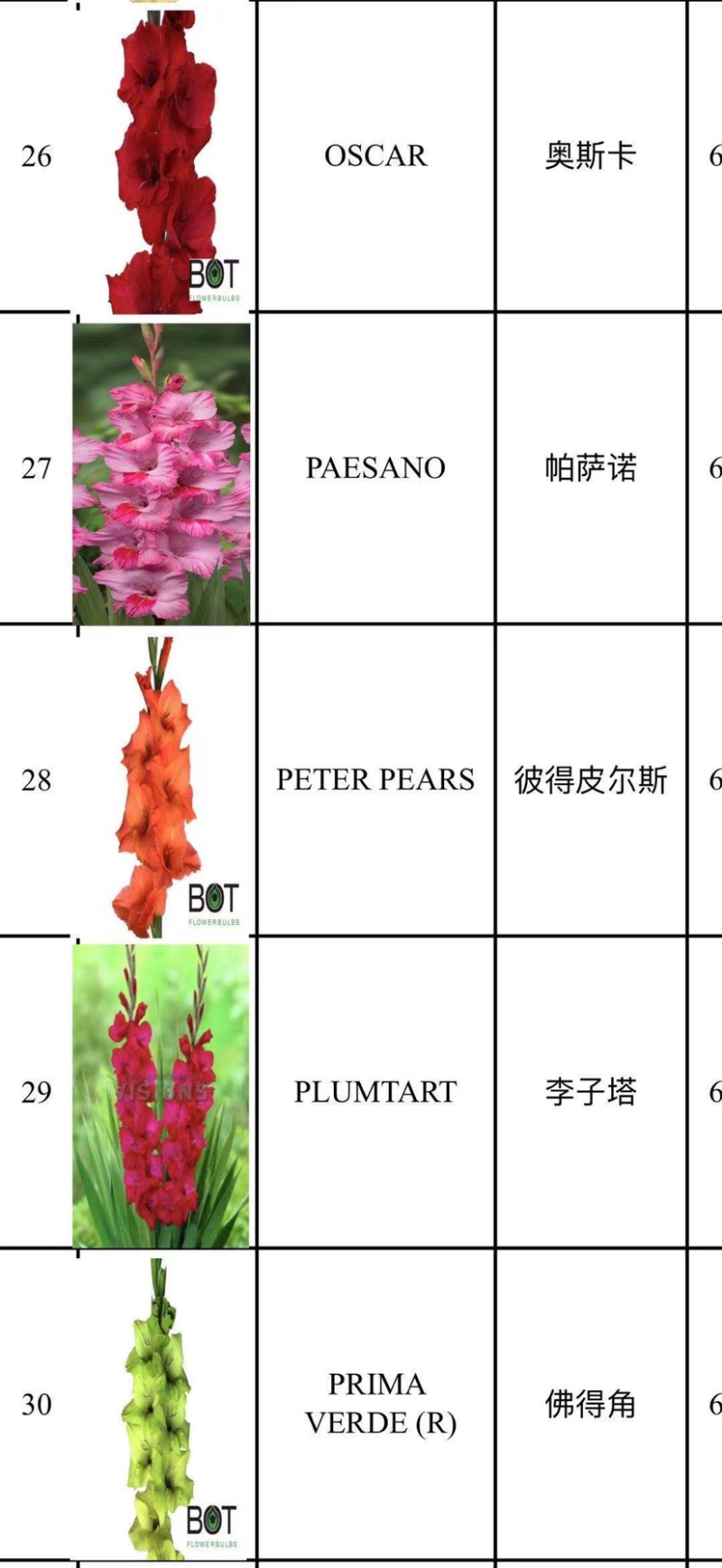 剑兰（唐菖蒲）荷兰进口种球价格便宜宜适合各种园艺使用