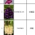 剑兰（唐菖蒲）荷兰进口种球价格便宜宜适合各种园艺使用