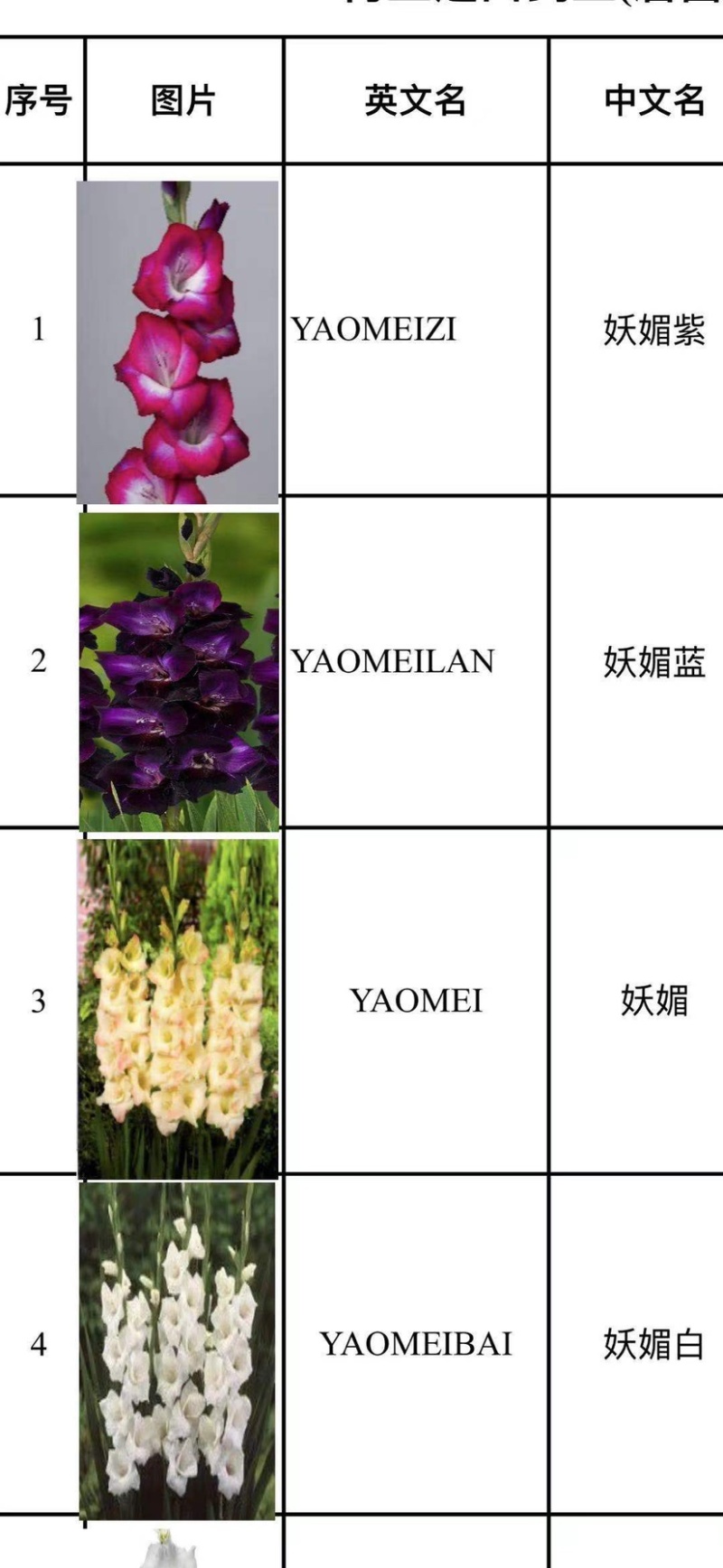 剑兰（唐菖蒲）荷兰进口种球价格便宜宜适合各种园艺使用
