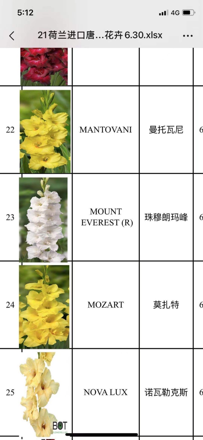 剑兰（唐菖蒲）荷兰进口种球价格便宜宜适合各种园艺使用
