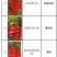 剑兰（唐菖蒲）荷兰进口种球价格便宜宜适合各种园艺使用