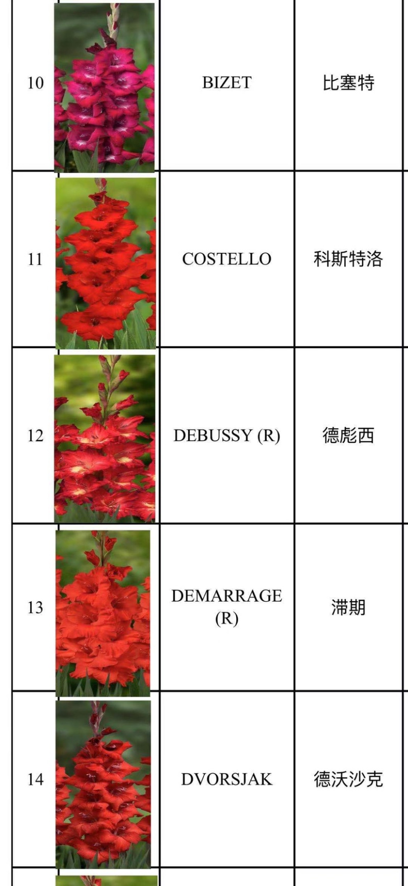 剑兰（唐菖蒲）荷兰进口种球价格便宜宜适合各种园艺使用