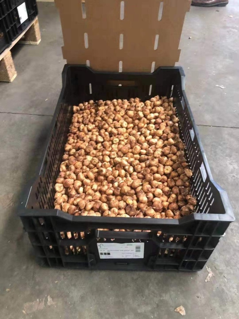 剑兰（唐菖蒲）荷兰进口种球价格便宜宜适合各种园艺使用
