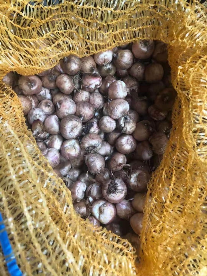 剑兰（唐菖蒲）荷兰进口种球价格便宜宜适合各种园艺使用