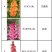 剑兰（唐菖蒲）荷兰进口种球价格便宜宜适合各种园艺使用