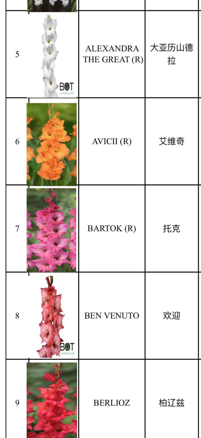 剑兰（唐菖蒲）荷兰进口种球价格便宜宜适合各种园艺使用