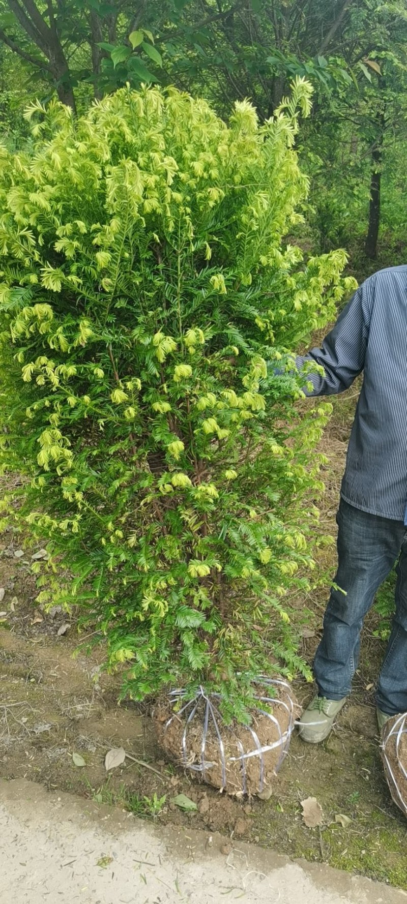 精品绿化好红豆杉3到8公，重庆市，石柱土家族自治县