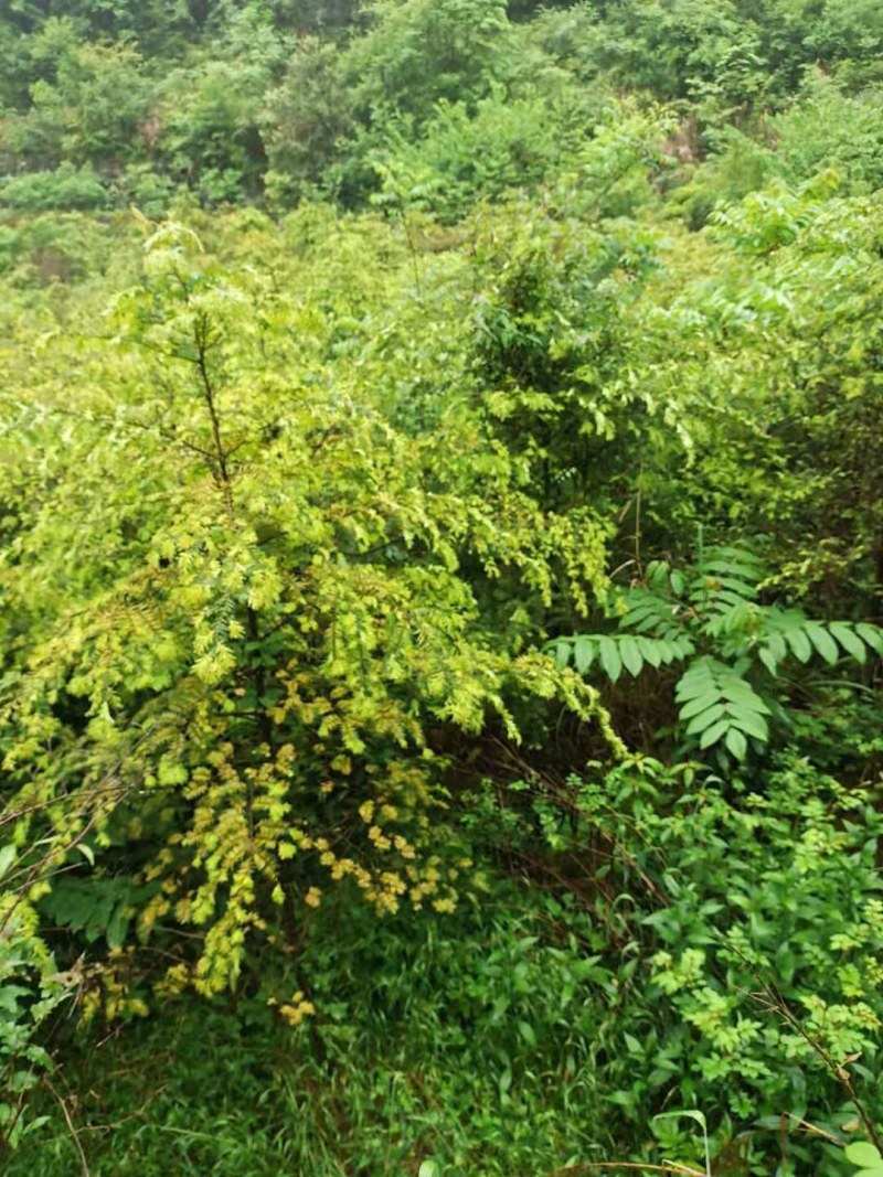 精品绿化好红豆杉3到8公，重庆市，石柱土家族自治县