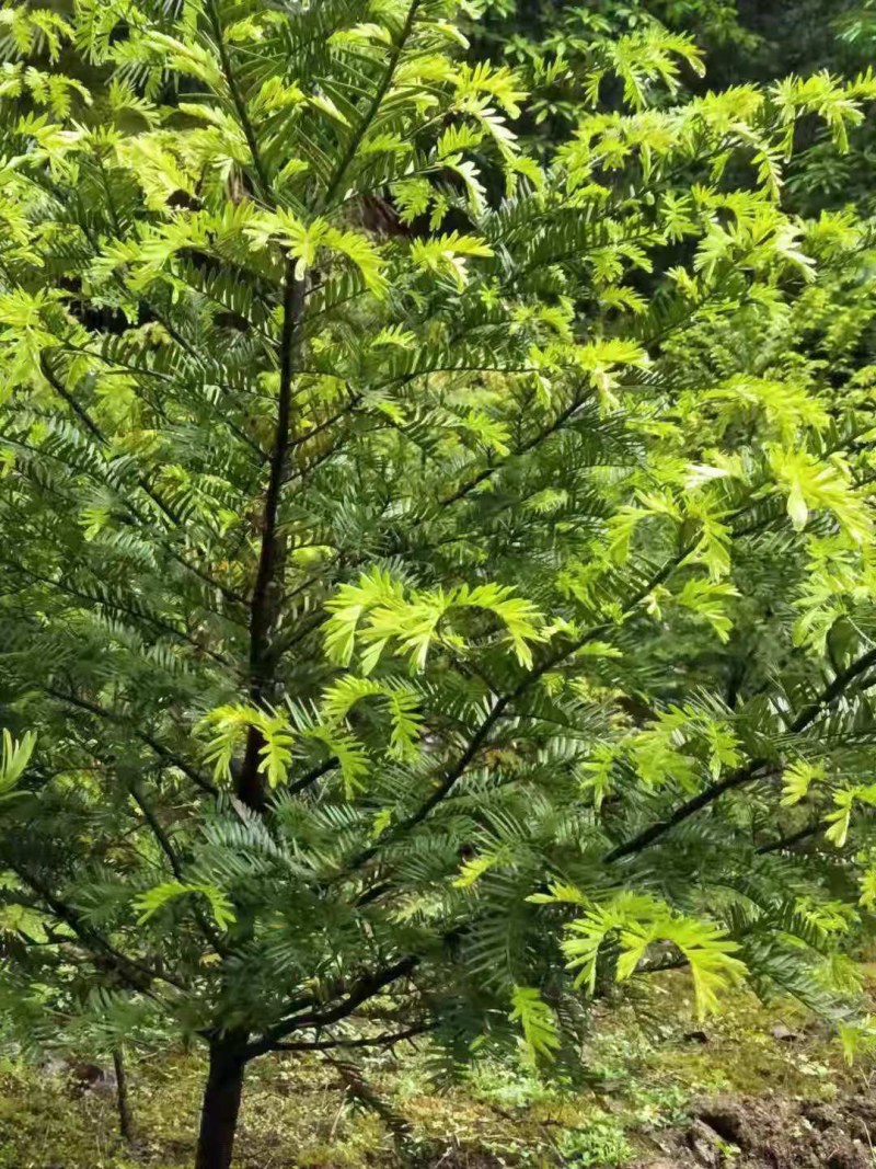 精品绿化好红豆杉3到8公，重庆市，石柱土家族自治县