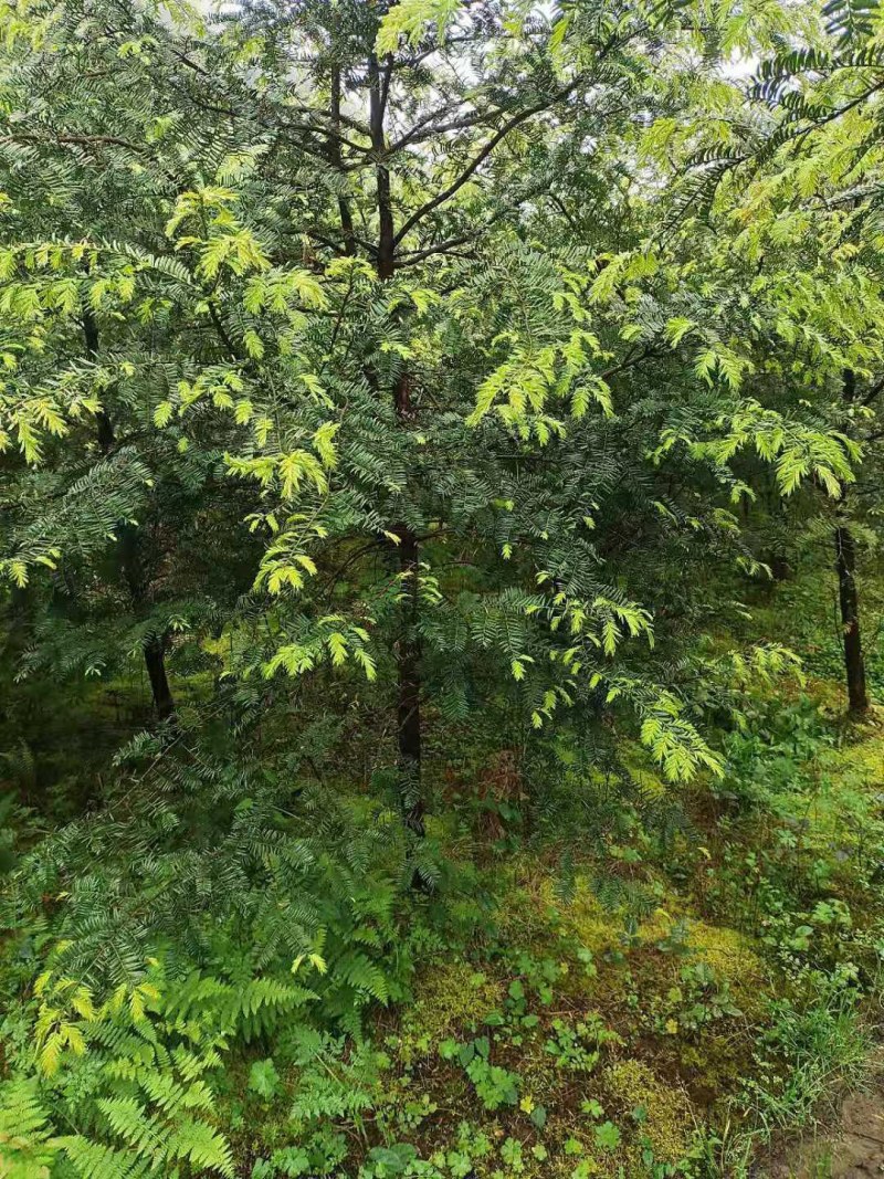 精品绿化好红豆杉3到8公，重庆市，石柱土家族自治县