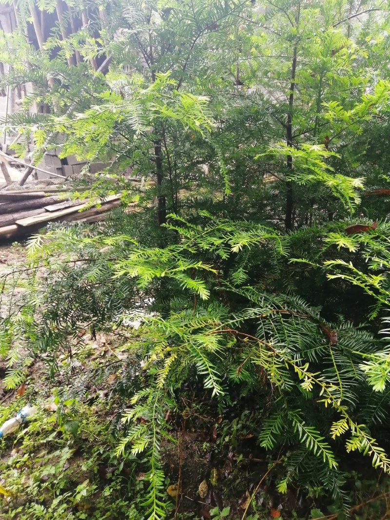 精品绿化好红豆杉3到8公，重庆市，石柱土家族自治县