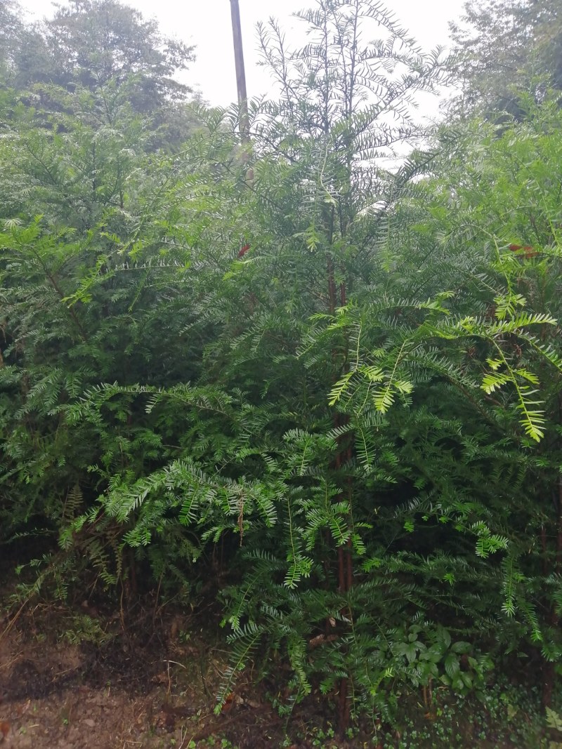 精品绿化好红豆杉3到8公，重庆市，石柱土家族自治县