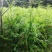 精品绿化好红豆杉3到8公，重庆市，石柱土家族自治县
