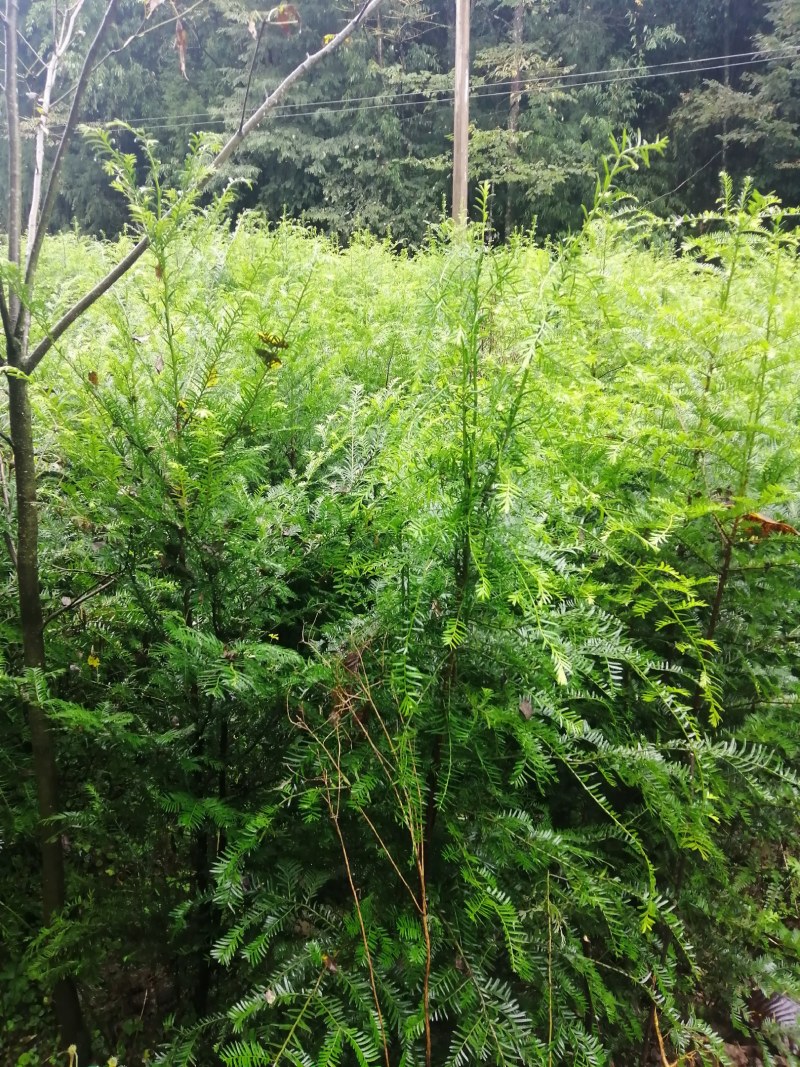 精品绿化好红豆杉3到8公，重庆市，石柱土家族自治县