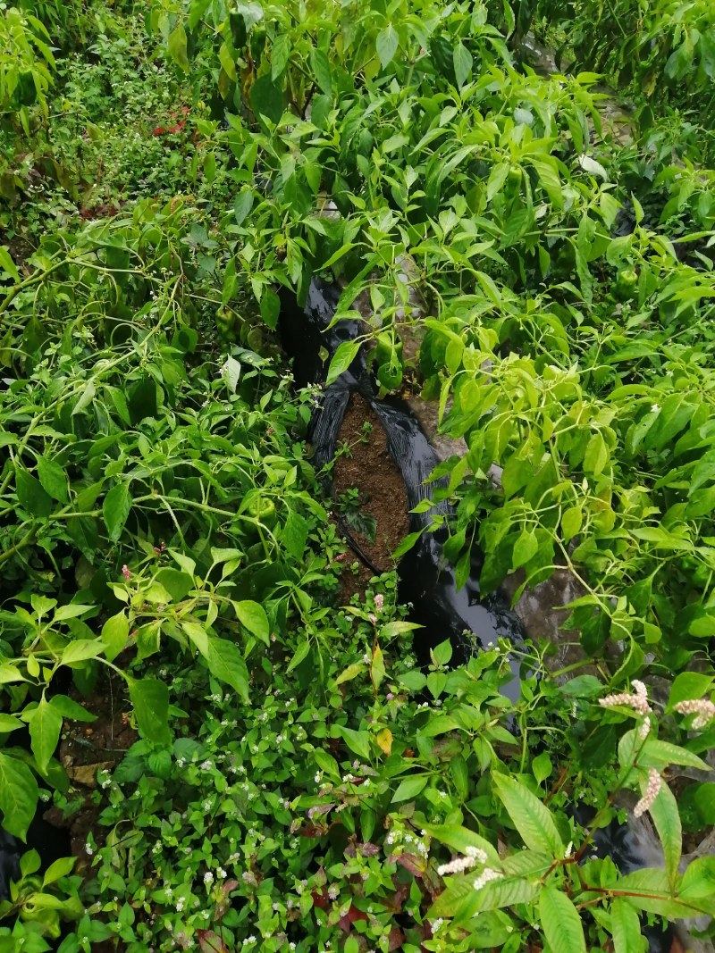 精品绿化好红豆杉3到8公，重庆市，石柱土家族自治县