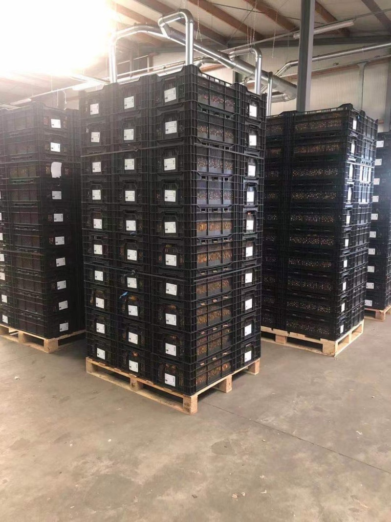 剑兰（唐菖蒲）荷兰进口种球价格便宜宜适合各种园艺使用
