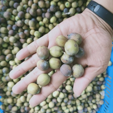 新鲜茶色花莲子大量供应