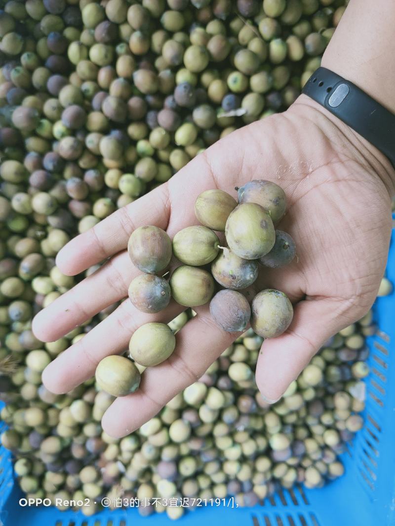 新鲜茶色花莲子大量供应