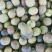 新鲜茶色花莲子大量供应