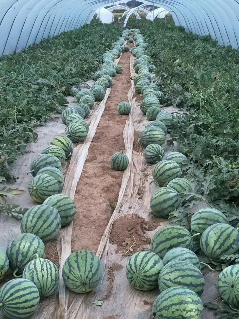 陕西头茬无籽精品美都，大棚种植直生苗，大量供应，不熟包退