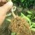 甘平柑橘苗，晚熟，糖度高，易薄皮，大果形，丰产量好。