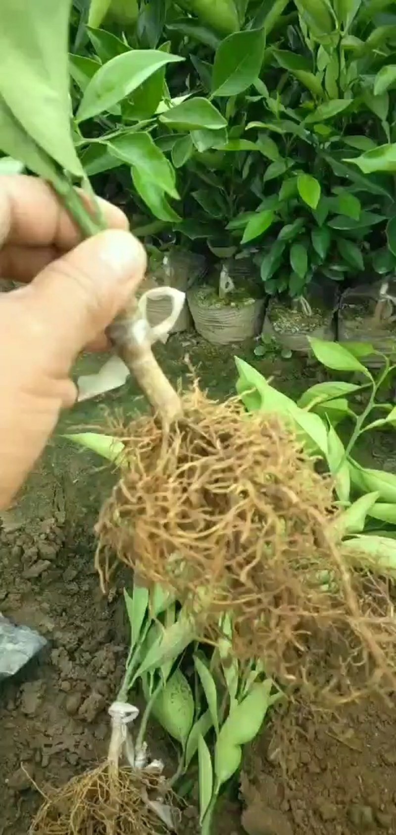 甘平柑橘苗，晚熟，糖度高，易薄皮，大果形，丰产量好。