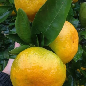 早熟蜜橘大量上市，皮薄味甜无渣，现采现发，诚心经营