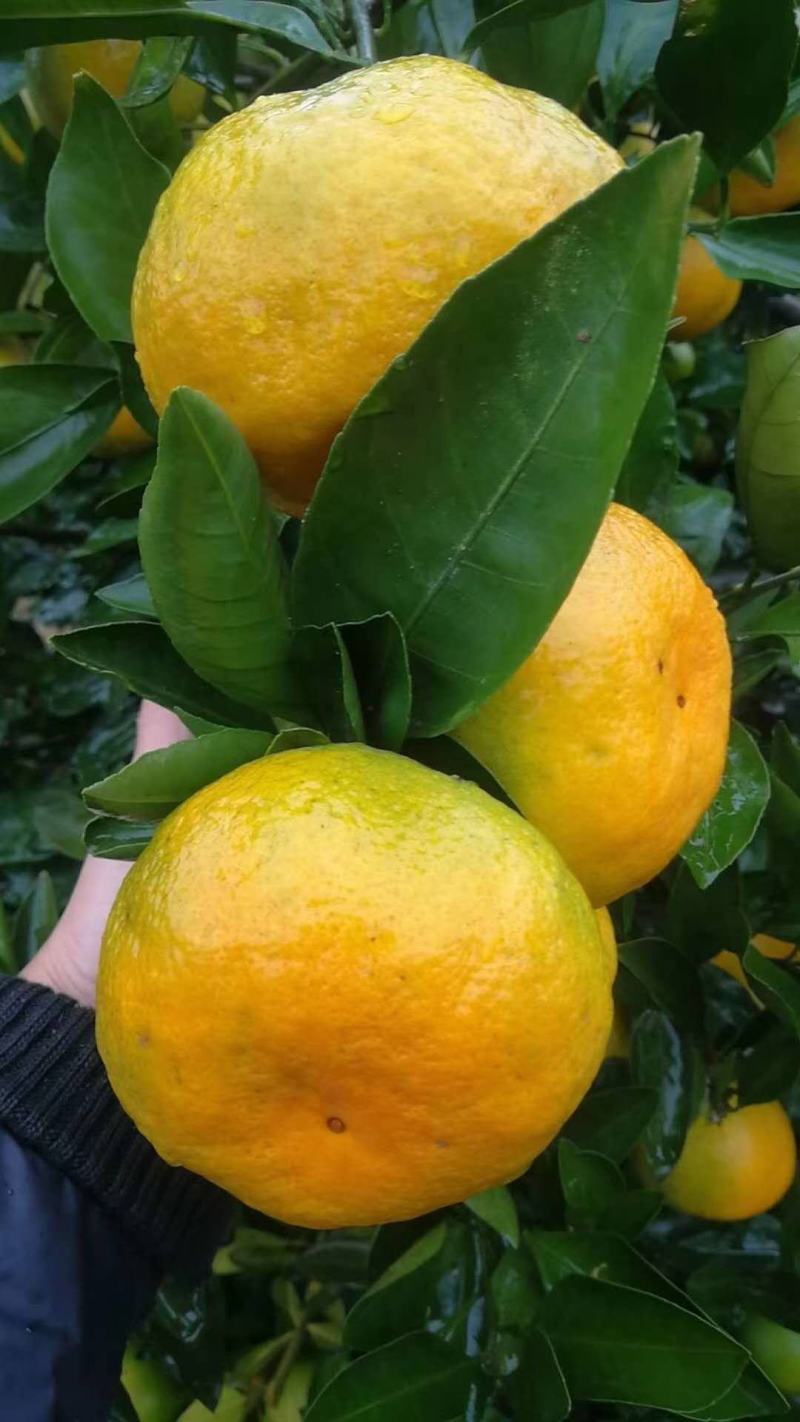 早熟蜜橘大量上市，皮薄味甜无渣，现采现发，诚心经营