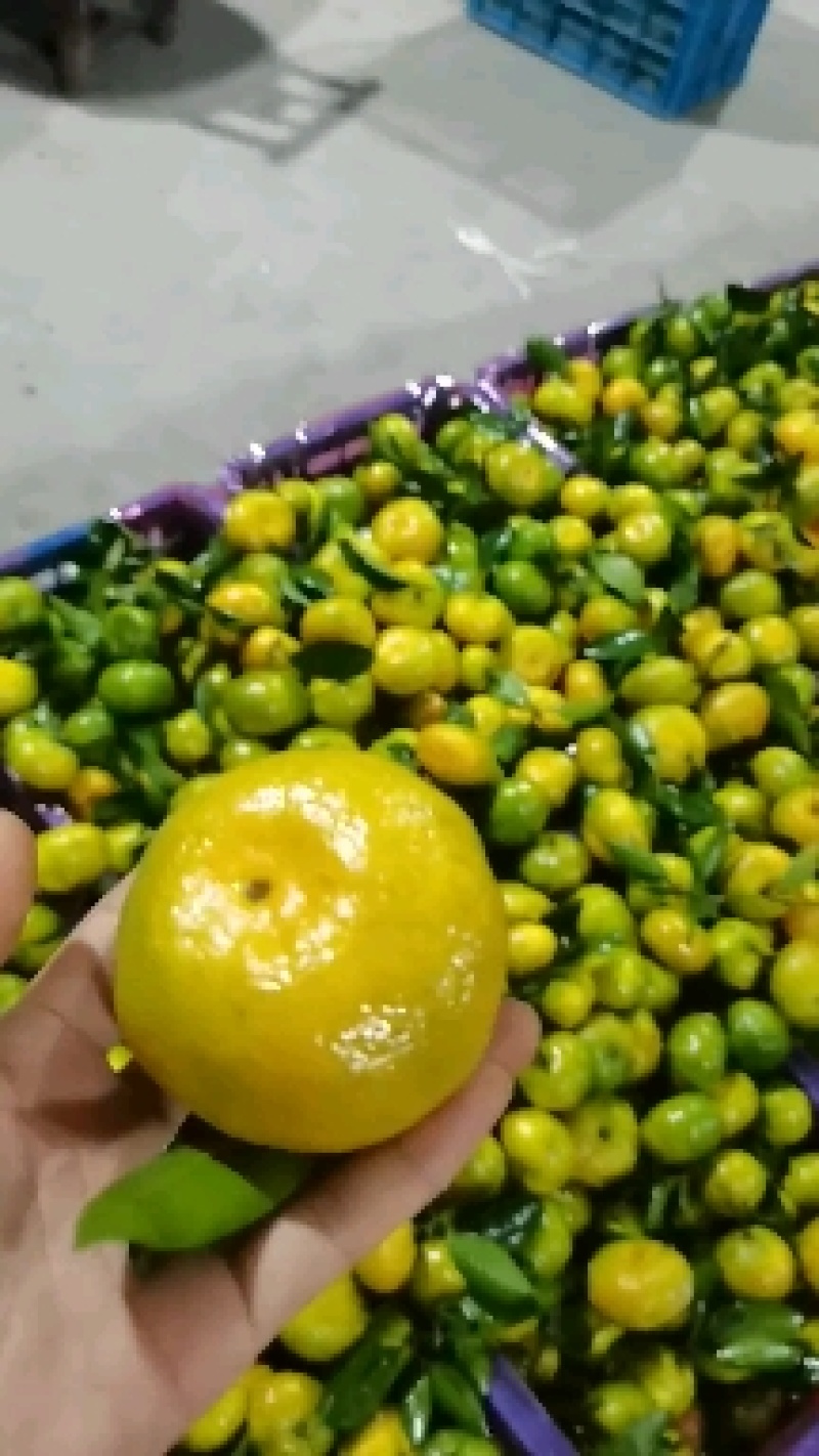 早熟蜜橘大量上市，皮薄味甜无渣，现采现发，诚心经营