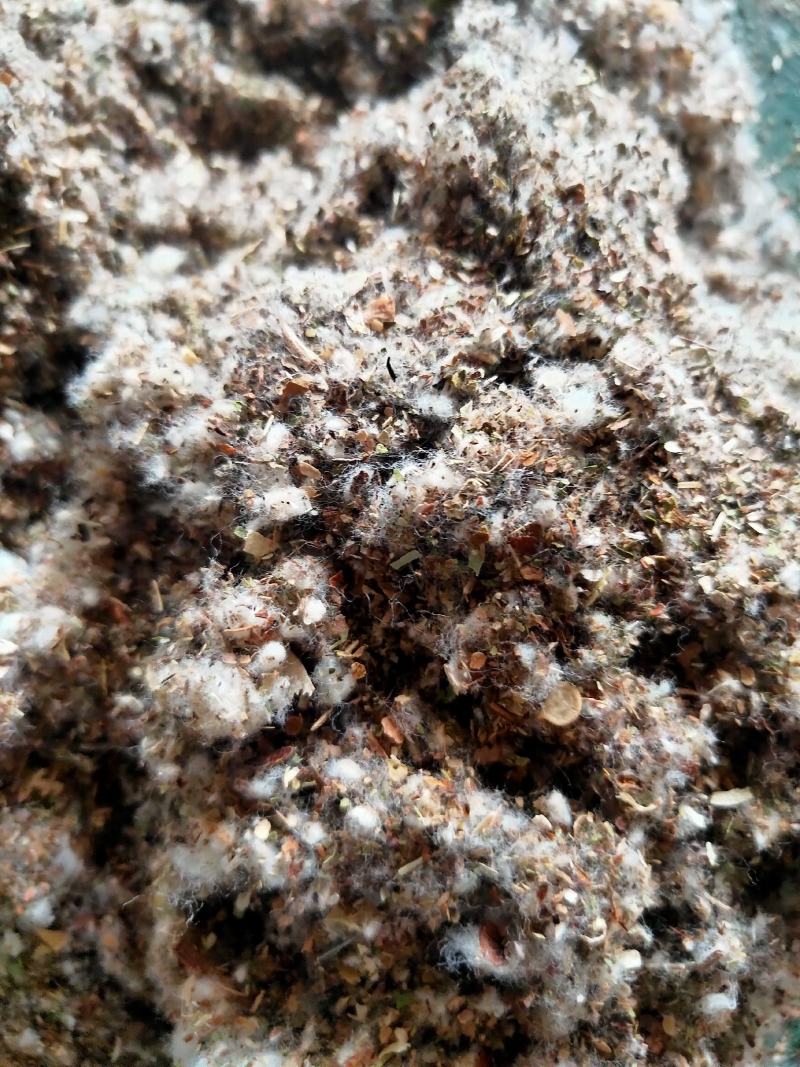 【厂家货源】优质棉渣籽大量现货食用菌专用提供配方