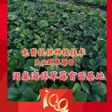 安徽草莓苗天仙醉草莓苗奶油草莓苗基地直供天